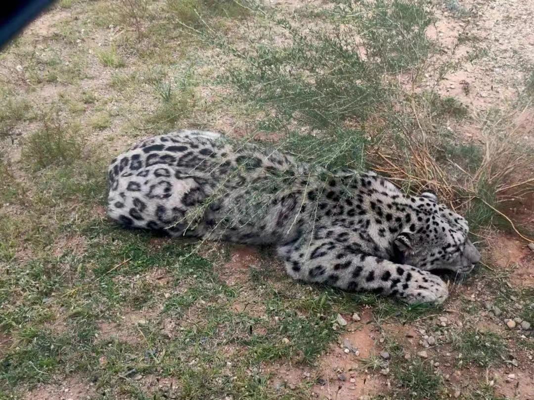EBC_ebc1's tweet photo. In September 2021,a young male #snowleopard was found wandering on the Gobi-Manchurian steppe of Dorbod Banner in Inner Mongolia,#China, the encounter was extra special in many ways... 
Why so special?#EncounterUncia @SnowLeopardNet @gslep_program @PantheraCats @snowleopards @WWF https://t.co/xGLdvJPyMt