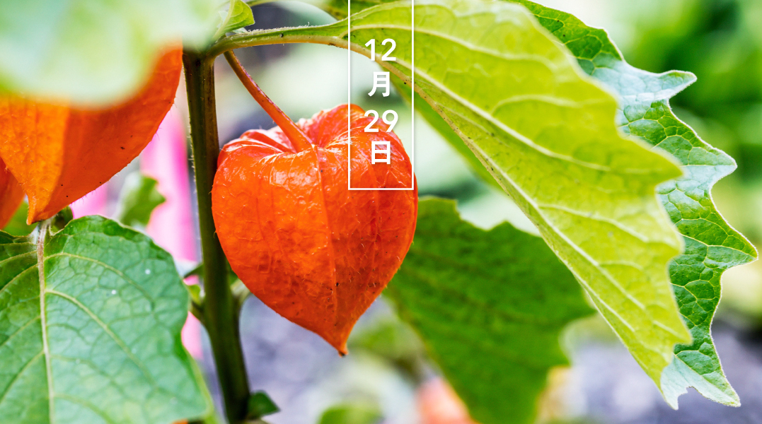 暦生活 こよみせいかつ ホオズキ 鬼灯 花の日めくり 花言葉 身近にある美 5 6月 薄黄色の花をつけます やがて萼 がく が成長して実を包み 赤く色づきます 漢字で 鬼灯 と書きますが これはお盆に帰る死者を導く提灯の意 暦生活web 暦生活 こよみせいかつ ホオズキ 鬼灯 花の日めくり 花言葉 身近にある美 5 6月 薄黄色の花をつけます やがて萼 がく が成長して実を包み 赤く色づきます 漢字で 鬼灯 と書きますが これはお盆に帰る死者を導く提灯の意 暦生活web