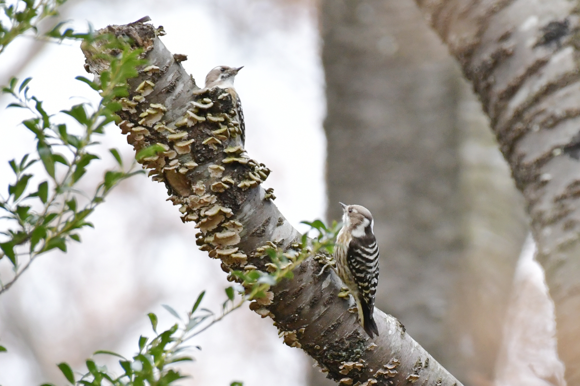 国営ひたち海浜公園 公式 コツコツ 見上げると 小さなキツツキのコゲラさんが よく見ると2羽も 目がぱっちり可愛いですね 木々の葉が落ちて 野鳥観察に最適な時期となりました ぜひ ひたちなか自然の森で耳を澄ませてみてください ひたち海浜