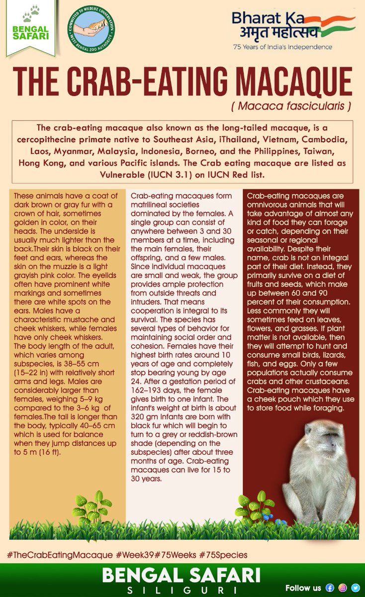 BengalSafari's tweet photo. Let's know about #TheCrabEatingMacaque (Macaca fascicularis)
#AmritMahotsav
#week39
#75weeks
#75species
#protectbiodiversity
#protectwildlife
#loveanimals
@CZA_Delhi
#wbzazoos
#BengalSafari https://t.co/WTmUuQ5V9T