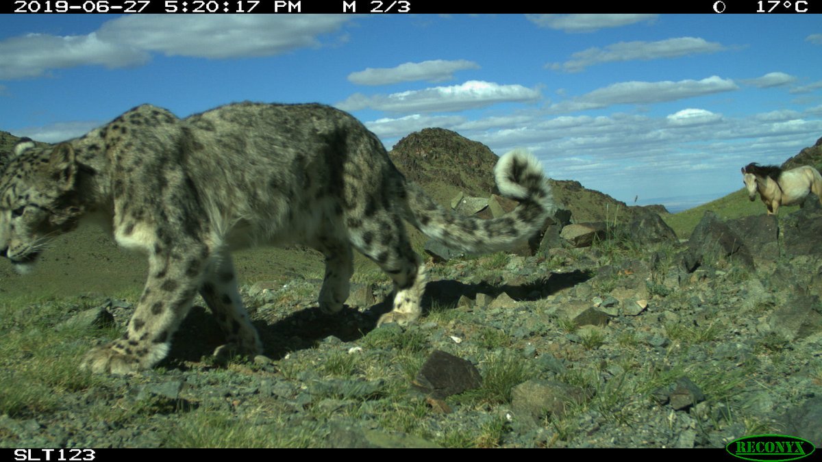 People and snow leopards share landscapes in the South Gobi. Snow leopards sometimes prey on livestock, leading to financial hardships, emotional trauma and occasional retaliatory killing #EncounterUncia @SnowleopardNet @snowleopards @gslep_program @PantheraCats @WWF