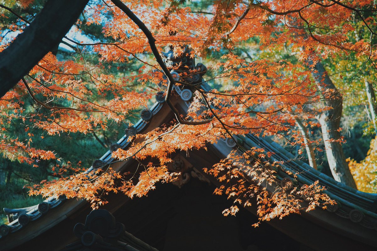 yumenvy's tweet photo. В этом году удалось полюбоваться клёнами 🍁 https://t.co/nEl0OW5vSE