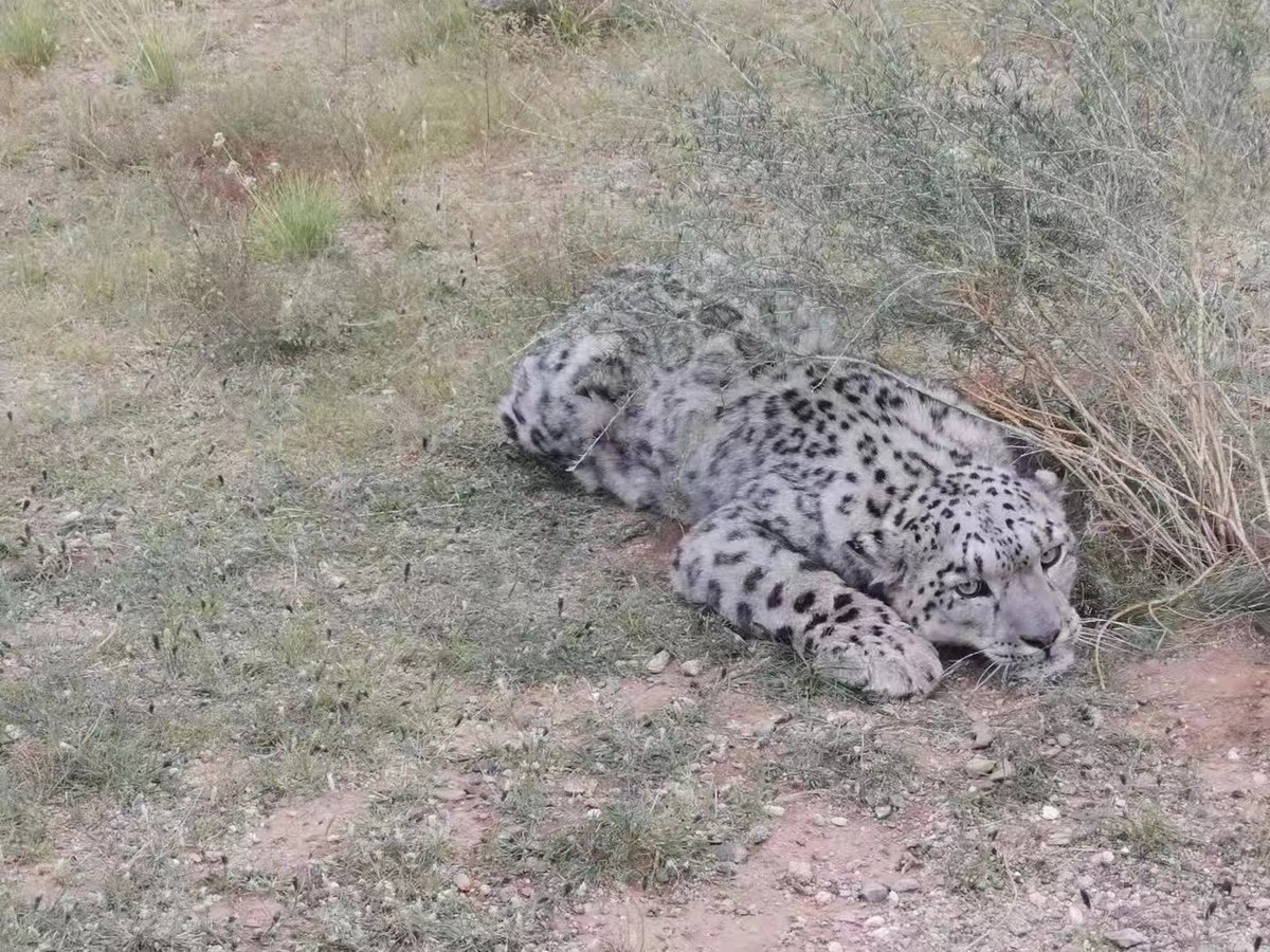 EBC_ebc1's tweet photo. In September 2021,a young male #snowleopard was found wandering on the Gobi-Manchurian steppe of Dorbod Banner in Inner Mongolia,#China, the encounter was extra special in many ways…
Why so special? #EncounterUncia @SnowLeopardNet @gslep_program @PantheraCats @snowleopards @WWF https://t.co/LdnqwVHbbO