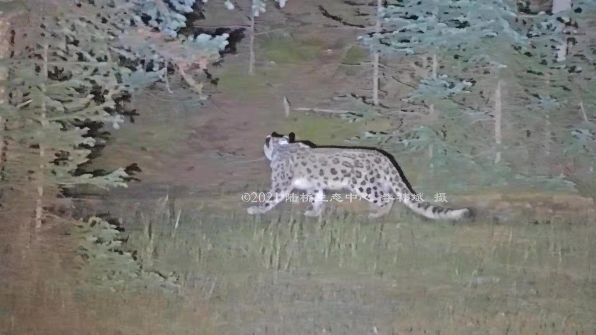 EBC_ebc1's tweet photo. On a night of the Mid-autumn festival, "The Prince" was relocated to the #Helen Mountain National Forest Park, an optimal release site considering prey resources and habitat suitability. Spotlighted by the full moon, he swiftly disappeared into the wilderness. #EncounterUncia https://t.co/OAUCgdrB7j