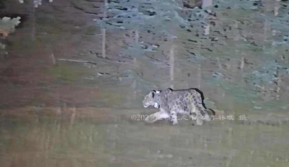 EBC_ebc1's tweet photo. On a night of the Mid-autumn festival, "The Prince" was relocated to the #Helen Mountain National Forest Park, an optimal release site considering prey resources and habitat suitability. Spotlighted by the full moon, he swiftly disappeared into the wilderness. #EncounterUncia https://t.co/OAUCgdrB7j