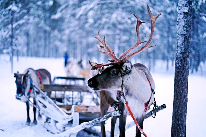 Pettrs_App's tweet photo. Looks like someone is doing some practice runs before the big day!

Share pictures of your festive furry friends with #ChristmasCompanions and register now for early access at https://t.co/vS5c7L3gmC

Because they make life better. https://t.co/PRIBNg4P8i