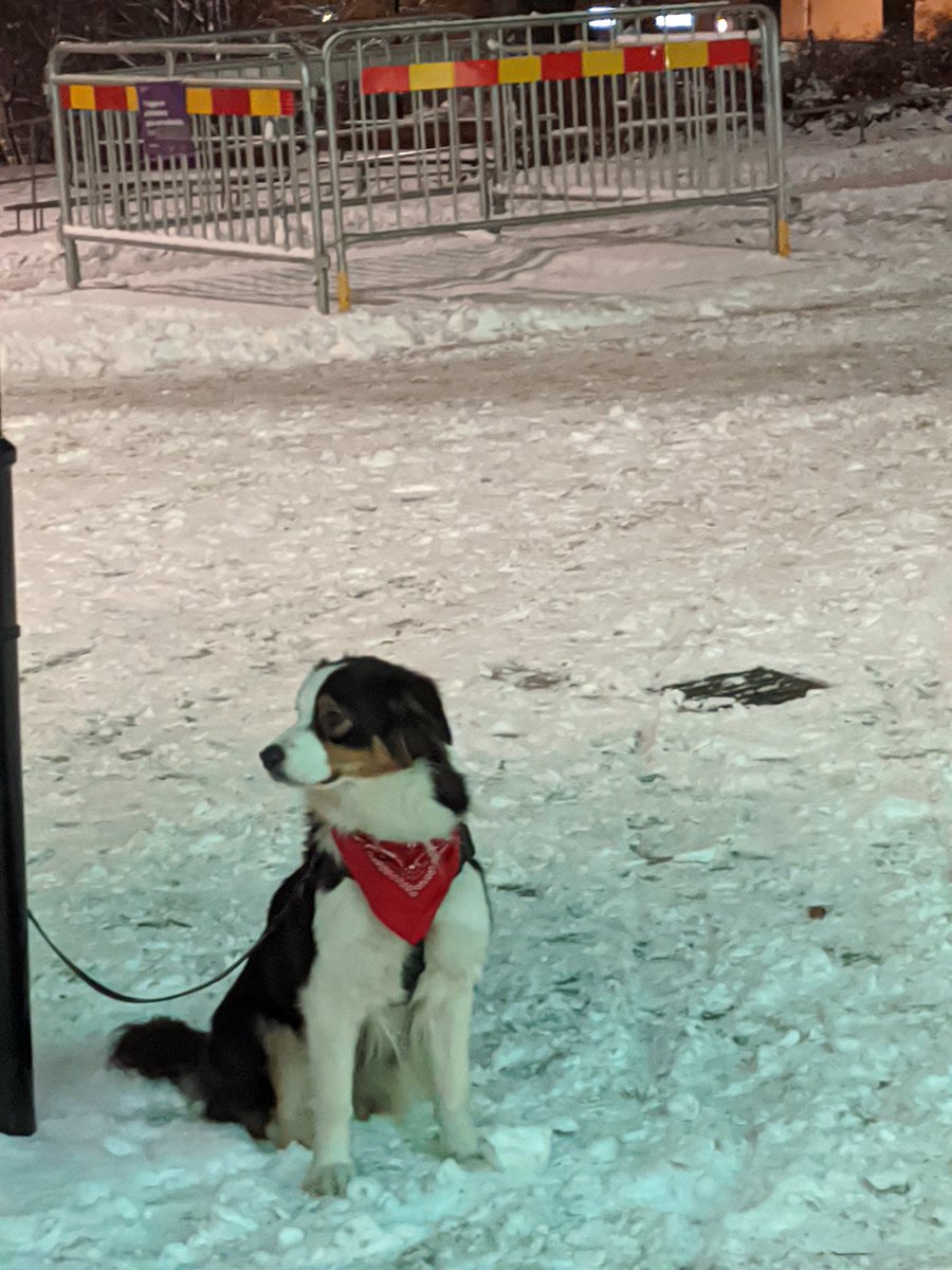 Things are pretty grim at the moment, so here is a dog with a cool neckerchief outside the supermarket.