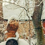 ツイートに含まれる画像