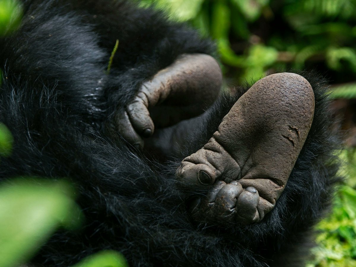 pamba_tours's tweet photo. Mountain Gorilla(Gorilla beringei beringei), have an average life span of 35 years in the wild with a Standing height: 4 to 6 feet. 
They can weigh between 300 to 485 pounds which makes them larger than their cousins lowland gorillas.
#mountaingorillas
#VisitUganda 
#knowuganda https://t.co/tWaADUF5d7