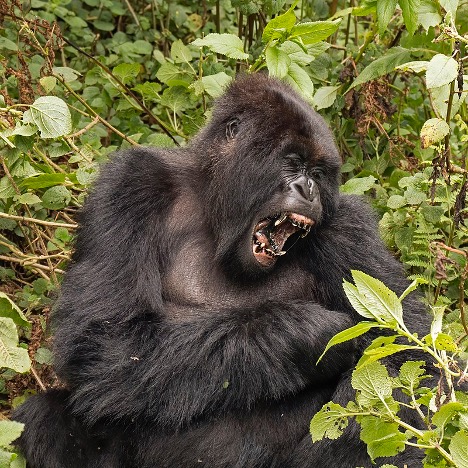 pamba_tours's tweet photo. Mountain Gorilla(Gorilla beringei beringei), have an average life span of 35 years in the wild with a Standing height: 4 to 6 feet. 
They can weigh between 300 to 485 pounds which makes them larger than their cousins lowland gorillas.
#mountaingorillas
#VisitUganda 
#knowuganda https://t.co/tWaADUF5d7