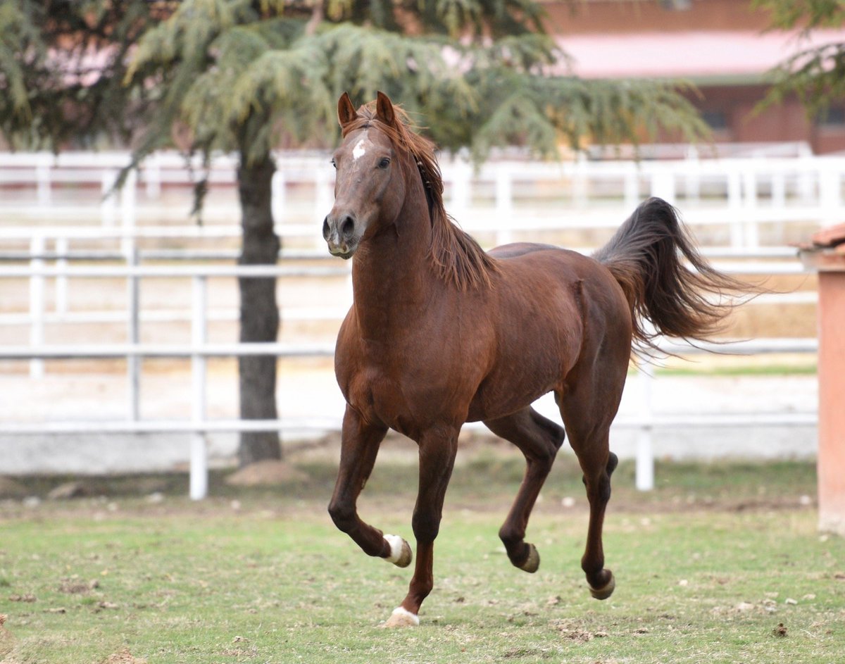 TÜM YETİŞTİRİCİ'LERE HAYIRLI OLSUN
🧿🧿BAŞHÜKÜMDAR 🧿🧿