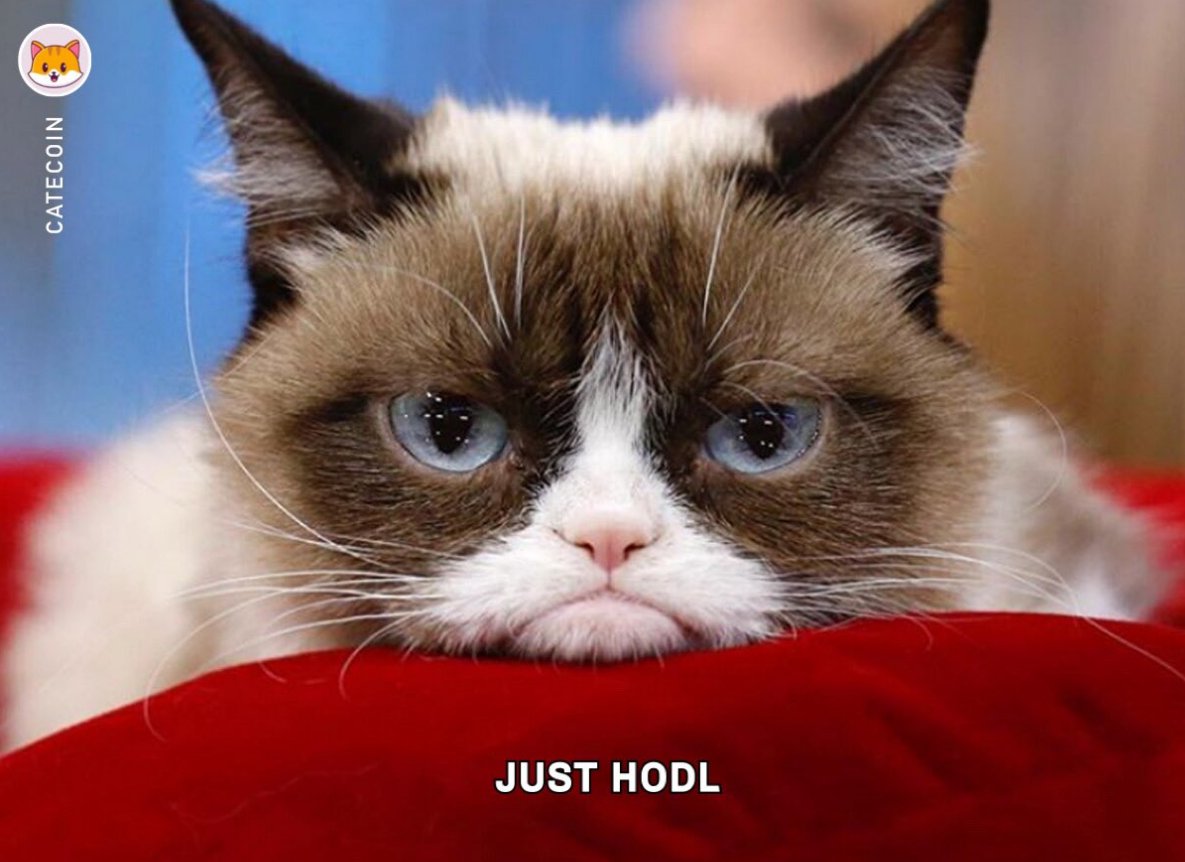 catecoin's tweet photo. For many of us ‘hodling’ is not a passive activity, it’s the act of creating the future!⚡️
It’s a creative process where we let our conviction and passion spread (like a meme) and manifest into the reality that we already know is inevitable.🐱
#catecoin https://t.co/xUTxyhqMbu