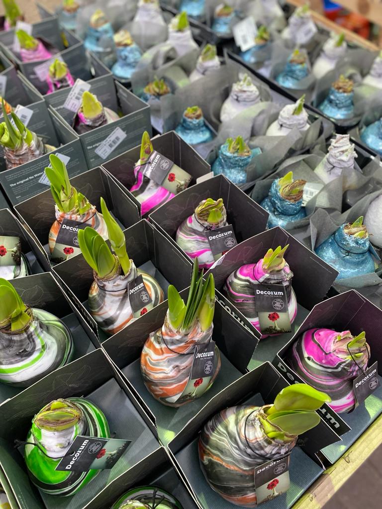 #WaxedAmaryllis. These #bulbs do not require planting or watering because the bulbs contains all the moisture and nutrients they need to #flower. Simply place them on a flat surface in your home in a well-lit room, but avoid direct sunlight. Rotate to help it grow straight.
