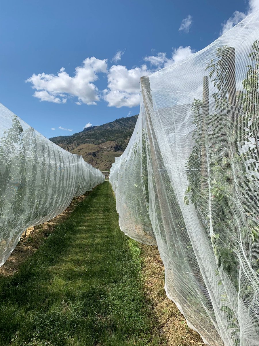 DrapeNet's tweet image. Come visit us at the Northwest Hort Expo!  Dean will be looking for innovative and enthusiastic growers excited for the possibilities with Drape Net in 2022.