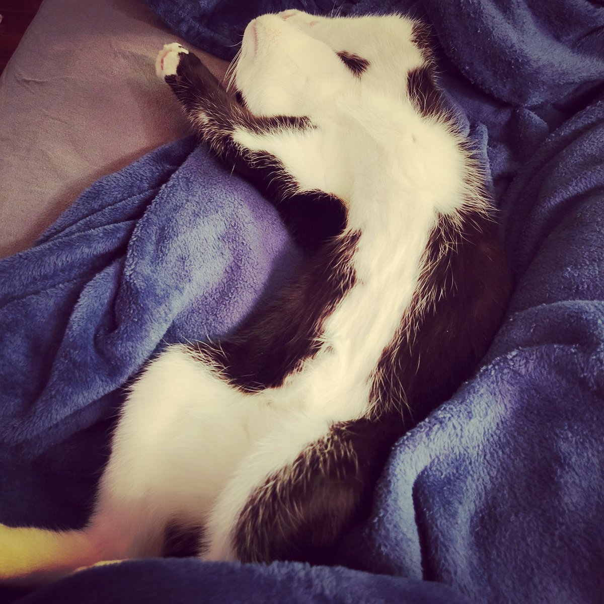 acidartha's tweet photo. @_We_Rate_Cats Momo...the weekend king https://t.co/BqsAIdW68W