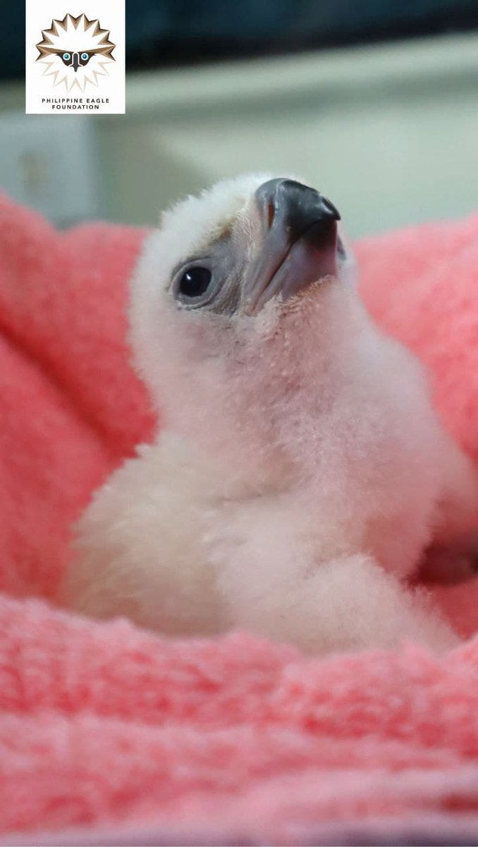 PhilstarNews's tweet photo. A NEW EAGLE IS BORN! 🦅🥚

The Philippine Eagle Foundation welcomed the birth of its 29th Philippine eagle chick, born to new parents Ariela and MVP Matatag.

The PEF said the hatching took over 25 hours, which is the fastest time in their breeding program records.

📷: PEF https://t.co/Qg6zf84a1G