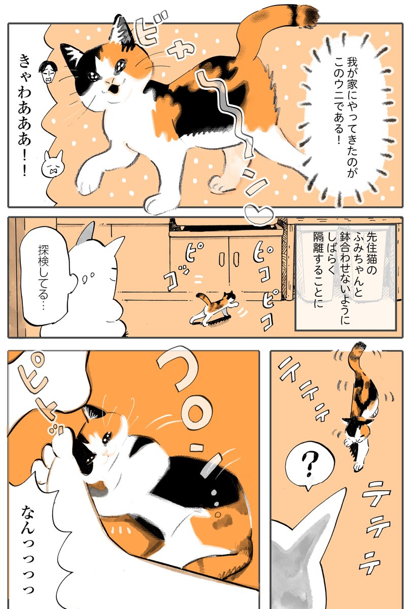 『子猫登場!』
(1/2) 