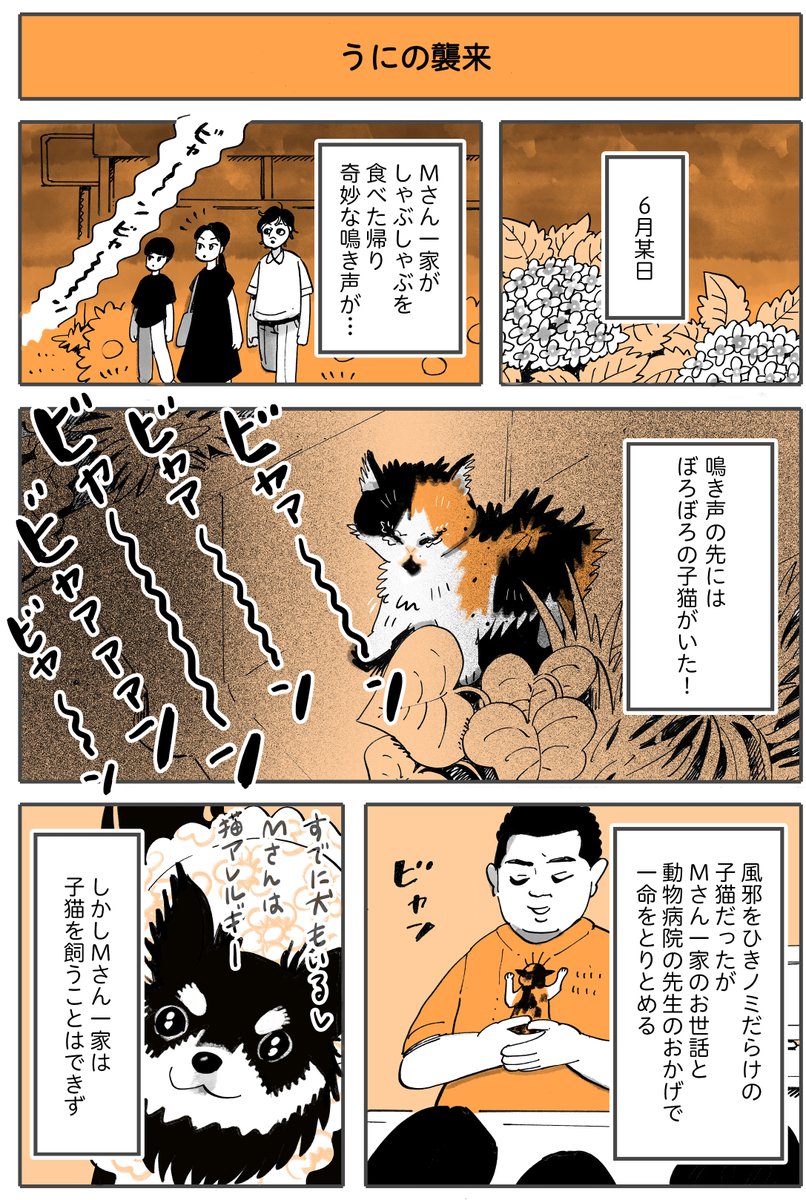 『子猫登場!』
(1/2) 