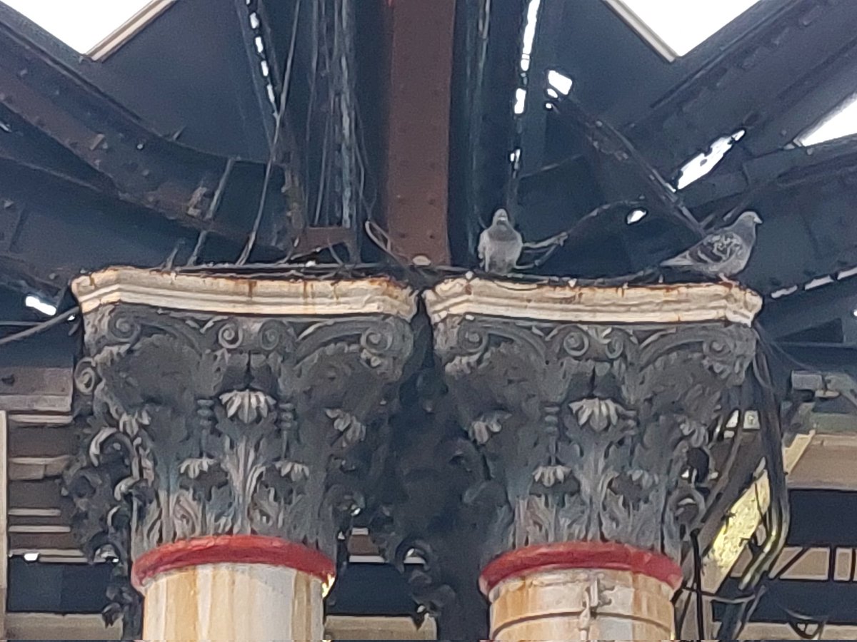 RachaelMaskell's tweet photo. I have met with @LNER to plead that they cease the pigeon cull at York Station, and will help however I can to establish an alternative breeding site. https://t.co/5ayFF471bb