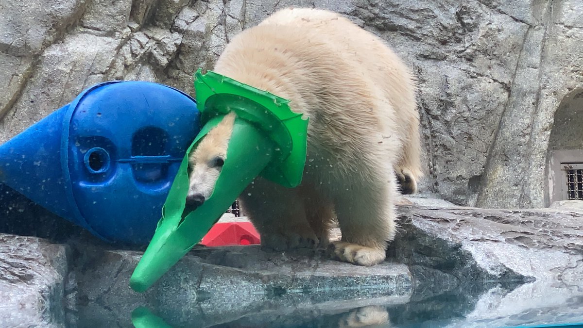 shirokumaroko's tweet photo. フブキ　一日の成果🔺✨
#男鹿水族館GAO #ホッキョクグマ　＃フブキ https://t.co/9Wcmvx3xqK