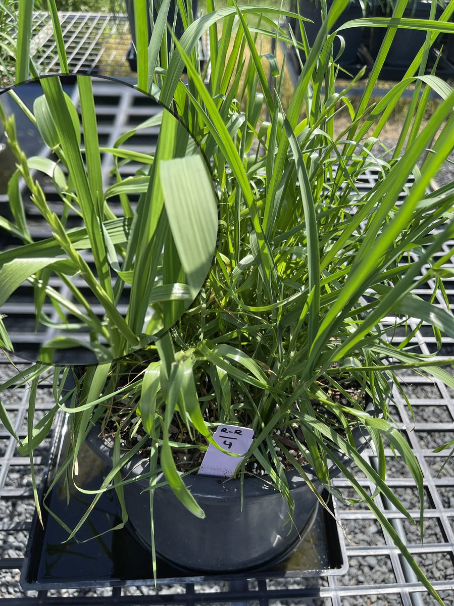 Prof (Weed Science) Bhagirath Chauhan tweet media