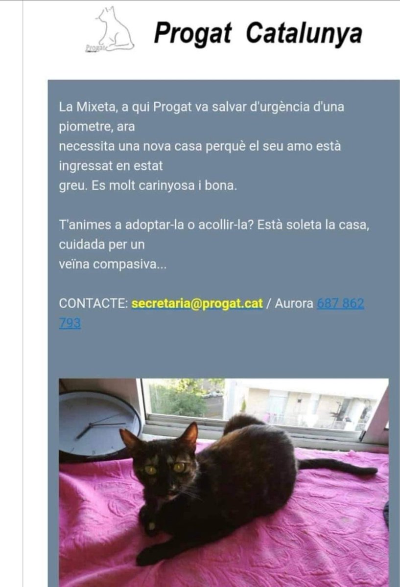 ProgatCatalunya's tweet photo. ADOPCIÓ/ACOLLIDA URGENT (BARCELONA)
La Mixeta ha sobreviscut a una piometra, però ara ha de viure sola alimentada per una veïna perquè han ingressat el seu humà.
Ens ajudeu a trobar-li una nova llar?
#ProgatCatalunya #AdopcióUrgent #AcollidaUrgent https://t.co/50G8E2EaFW
