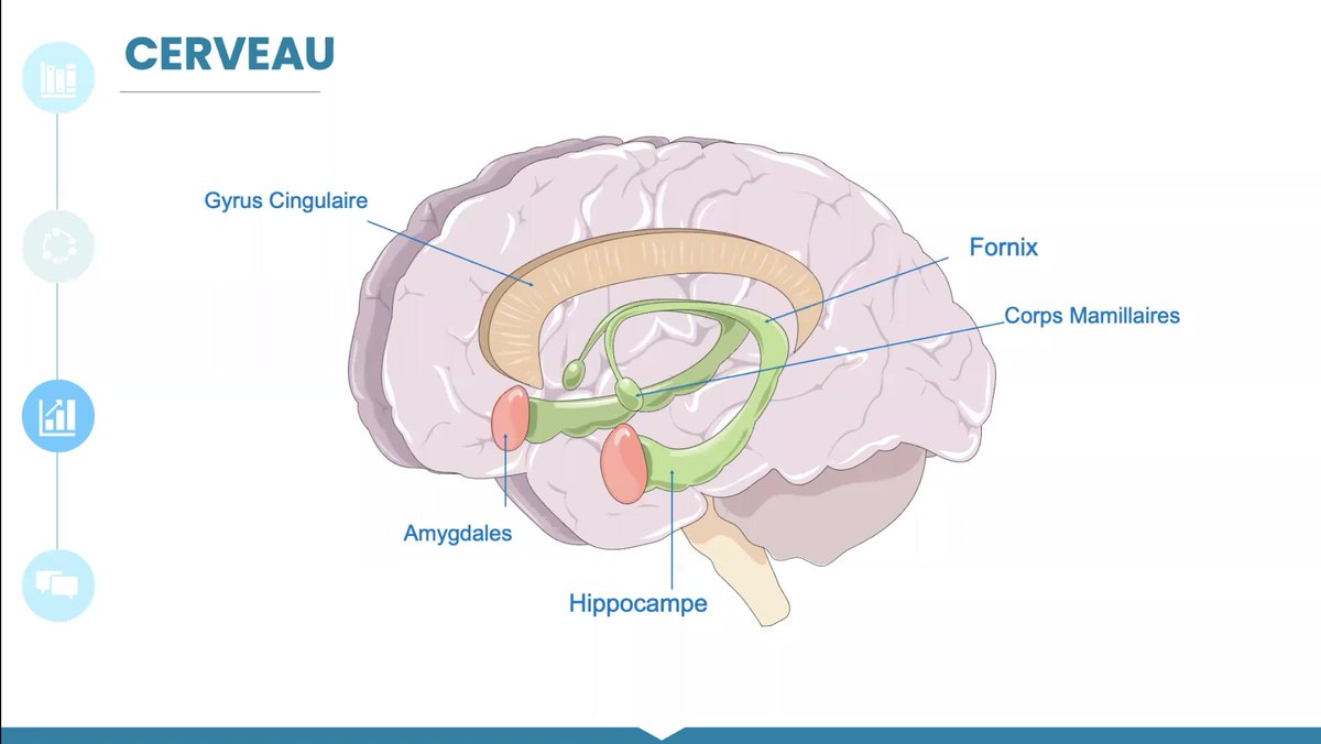 [Cours du Pôle ARMPO] - Neuroanatomie, Neurophysiologie Cerveau 🧠 

🚩 - Voici le lien du cours de la semaine dernière sur le cerveau par le Dr Pierre-Antoine Pioche <a href="/Pierre_AntP/">Pierre-Antoine Pioche</a> 
us06web.zoom.us/rec/share/Mvf0…