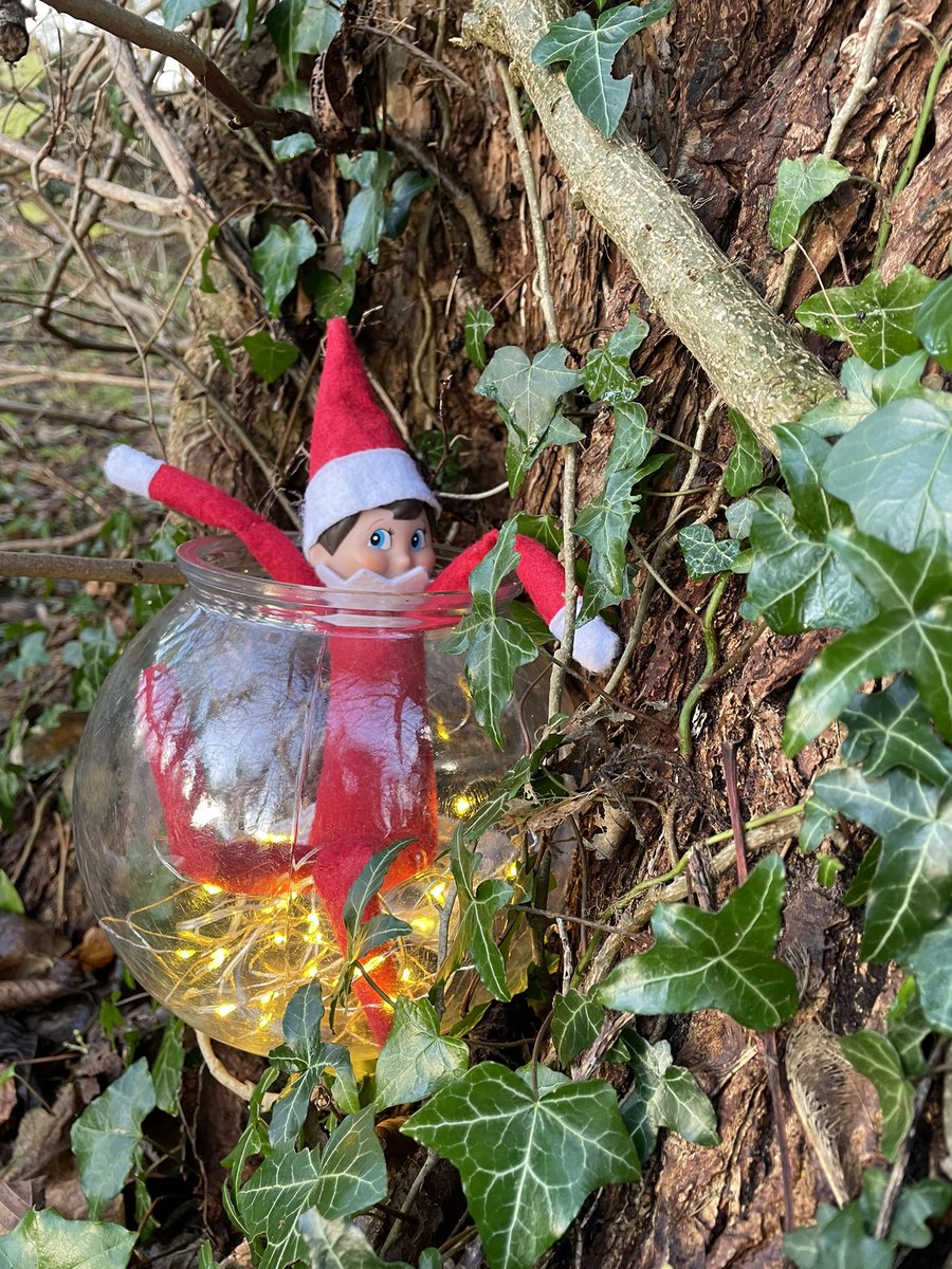 Carol Allibone (@allibonecarol) on Twitter photo Someoneβs hiding in the woods today waiting patiently for some important little visitors <a href="/EYArgyllBute/">EY in Argyll & Bute</a> Someoneβs hiding in the woods today waiting patiently for some important little visitors <a href="/EYArgyllBute/">EY in Argyll & Bute</a>