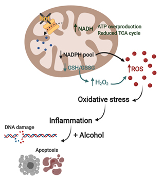 DMM_Journal's tweet photo. #12DaysofEdsChoice, Day 6, a deep dive into how genetics affect susceptibility to foetal alcohol spectrum disorders:
⚡https://t.co/dyuIvSmn1n
💡https://t.co/AUWQ6yHW9p
@kboschenphd https://t.co/xoe3Bogg0A