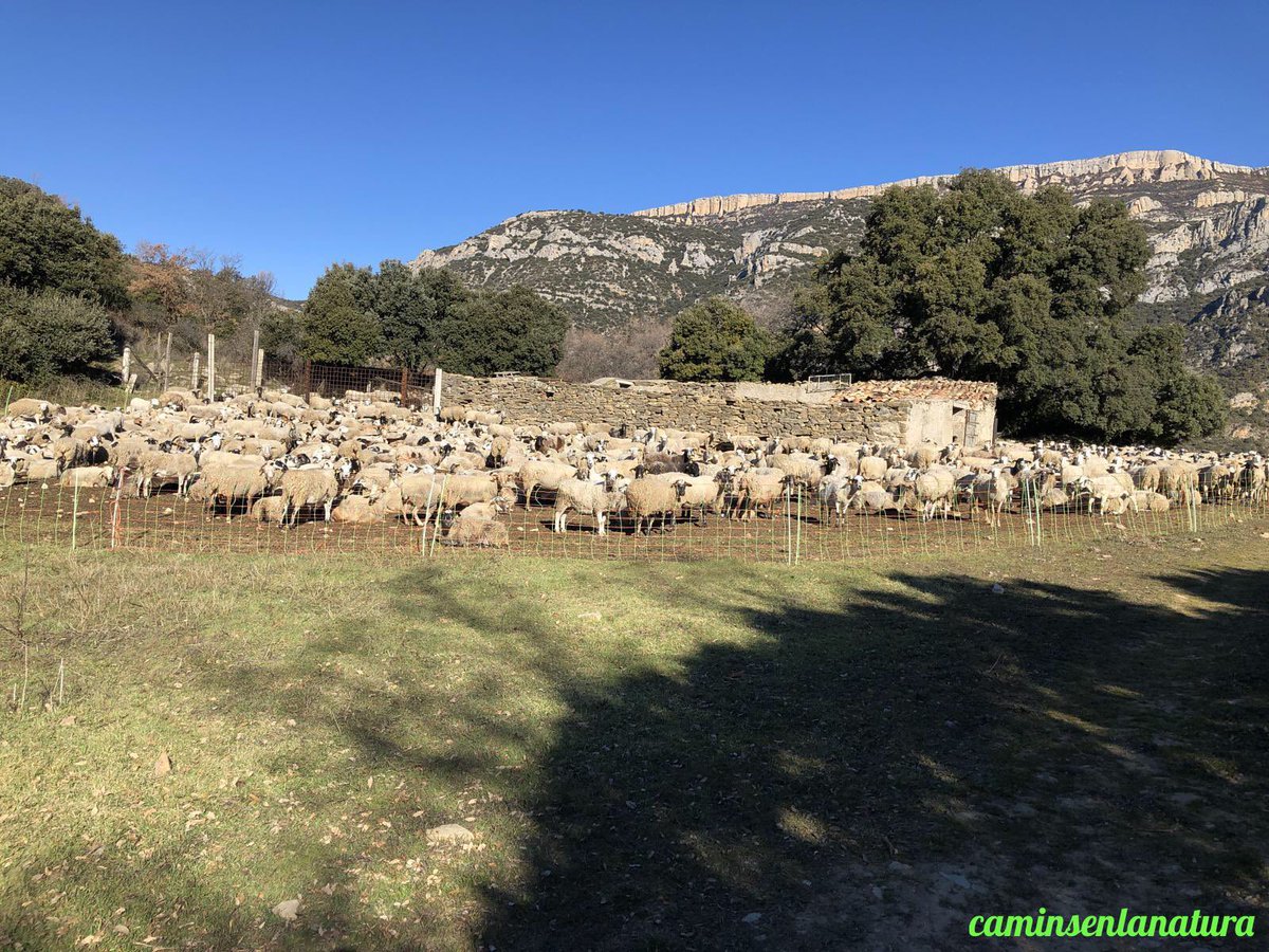 📸 Corral de Mataperunya.
📍 #VilanovaDeMeià, #LaNoguera