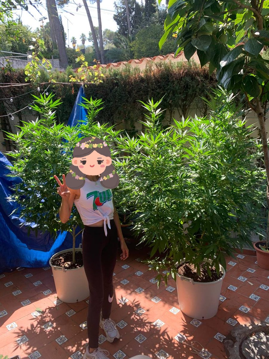 thc_in's tweet photo. Buenos días echando de menos nuestras flores del veraaaano💚 https://t.co/MPnMOkwci5