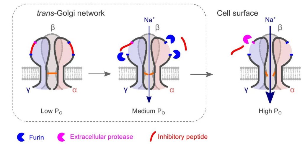 PflugersArchiv's tweet photo. Serin protease cleave the extracellular domain of #ENaC's to change open probability -> a commentary by @MikeAlthausHBRS and Lawong. @h_bonnrheinsieg #ionchannel #epithelial #cysticfibrosis #proteolysis #ENaC https://t.co/awt1IJFvdn https://t.co/IcyxJiPUSF