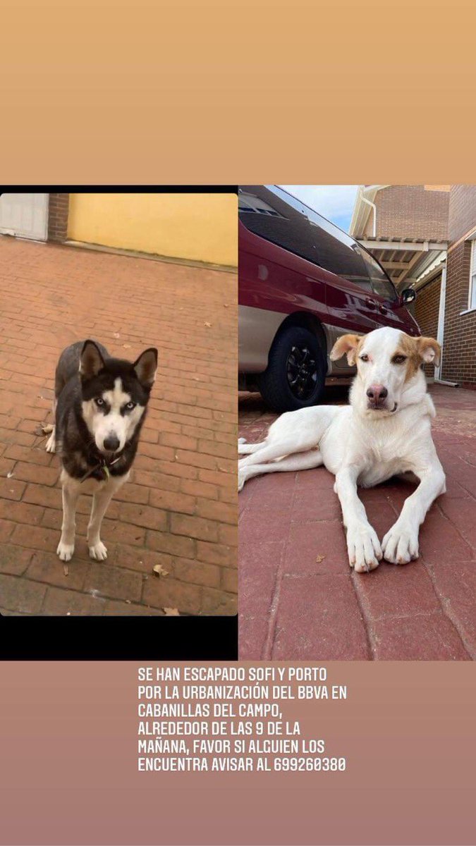 aytocabanillas's tweet photo. Se busca a Sofi y Porto. Desaparecidos en la zona del Mirador. https://t.co/Fnz4kTRZqn