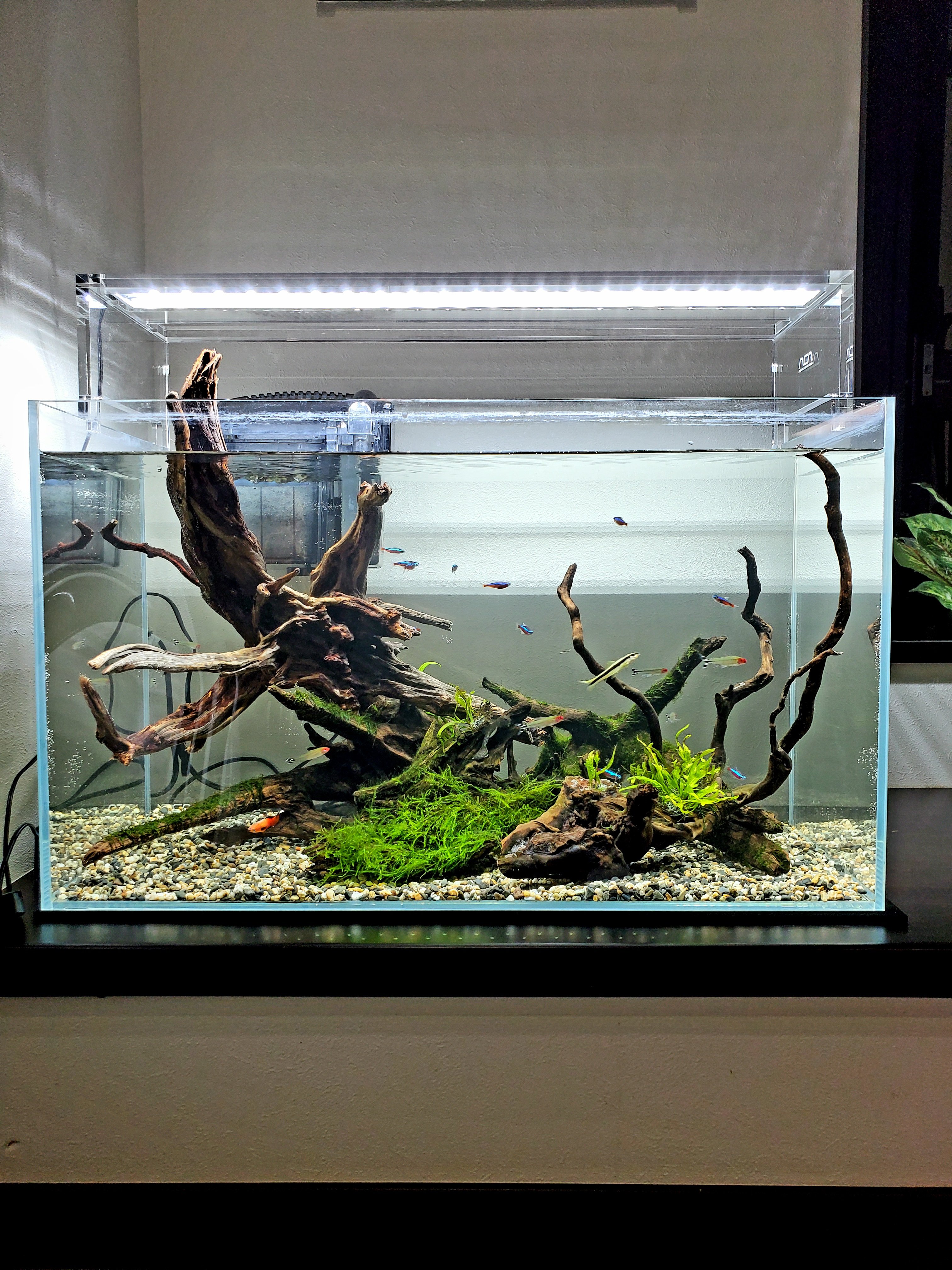 Nakaリウム 玄関陰性水槽も立ち上げから２ヶ月になりました サブとして立ち上げた2枚目時と比べると結構エスカレートしました Ww 水草レイアウト 陰性水草水槽 T Co Nur8smnio2 Twitter