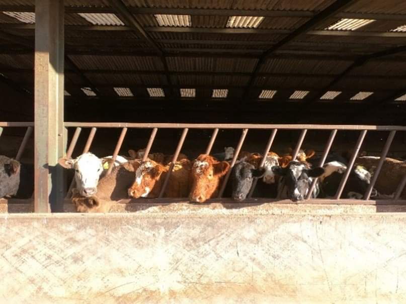brinicombeb2b's tweet photo. During the winter, housed cattle are much more susceptible to disease, as ventilation in sheds can be less than desirable. 

Supplementing your herd with the right micronutrition can support a healthy immune system, helping to reduce the risk of disease during the winter. https://t.co/pvTDIMXVVC