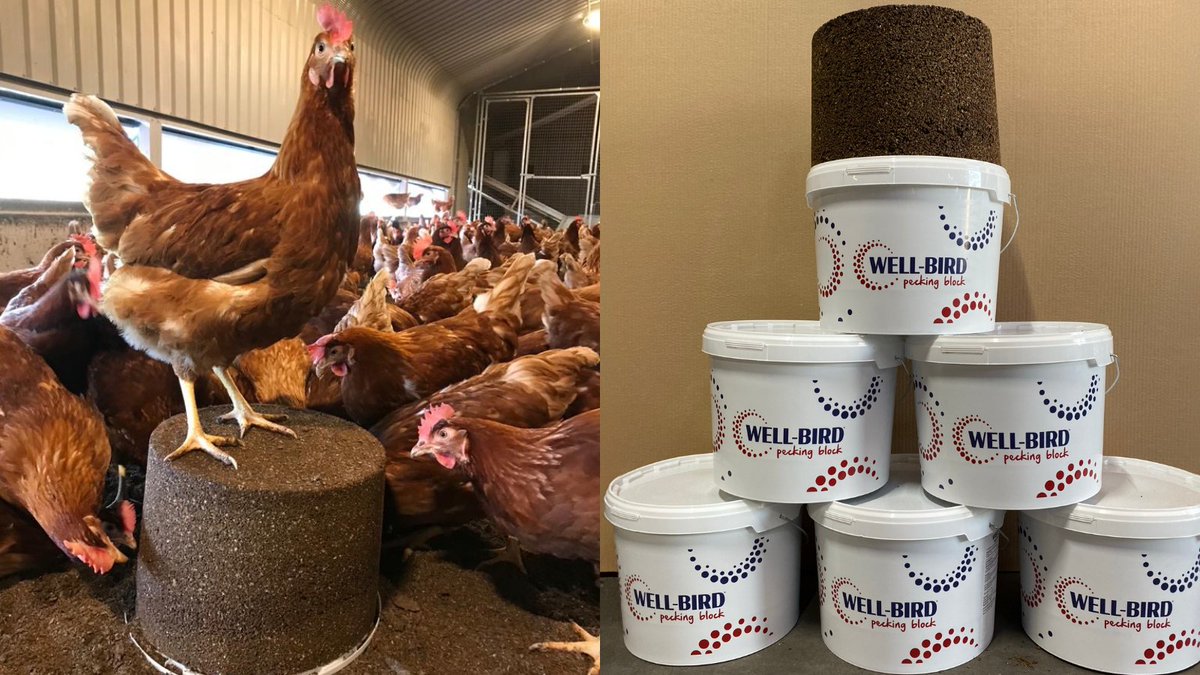 brinicombeb2b's tweet photo. Made in the UK, Well-Bird pecking blocks are suitable for all #poultry and are designed to satisfy the natural desires of birds to forage and peck, without impacting their balanced diet. Contact us on 01363 778 798 or email at enquiries@brinicombe.co.uk to find out more #WellBird https://t.co/cwOJiwaEfk