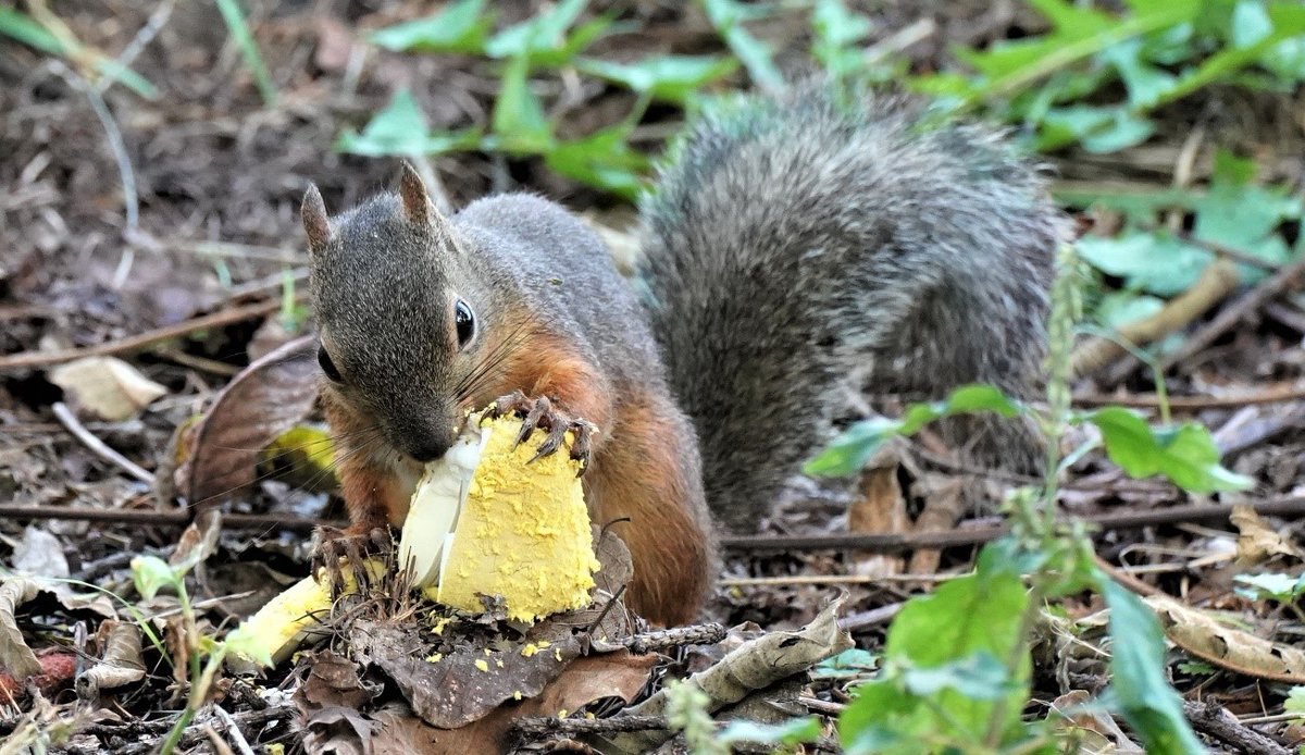 ニホンリス 毒キノコ食べてみた 毎日ベニテングタケなどを食べ続けた結果 つよすぎ かわいい と話題に Togetter