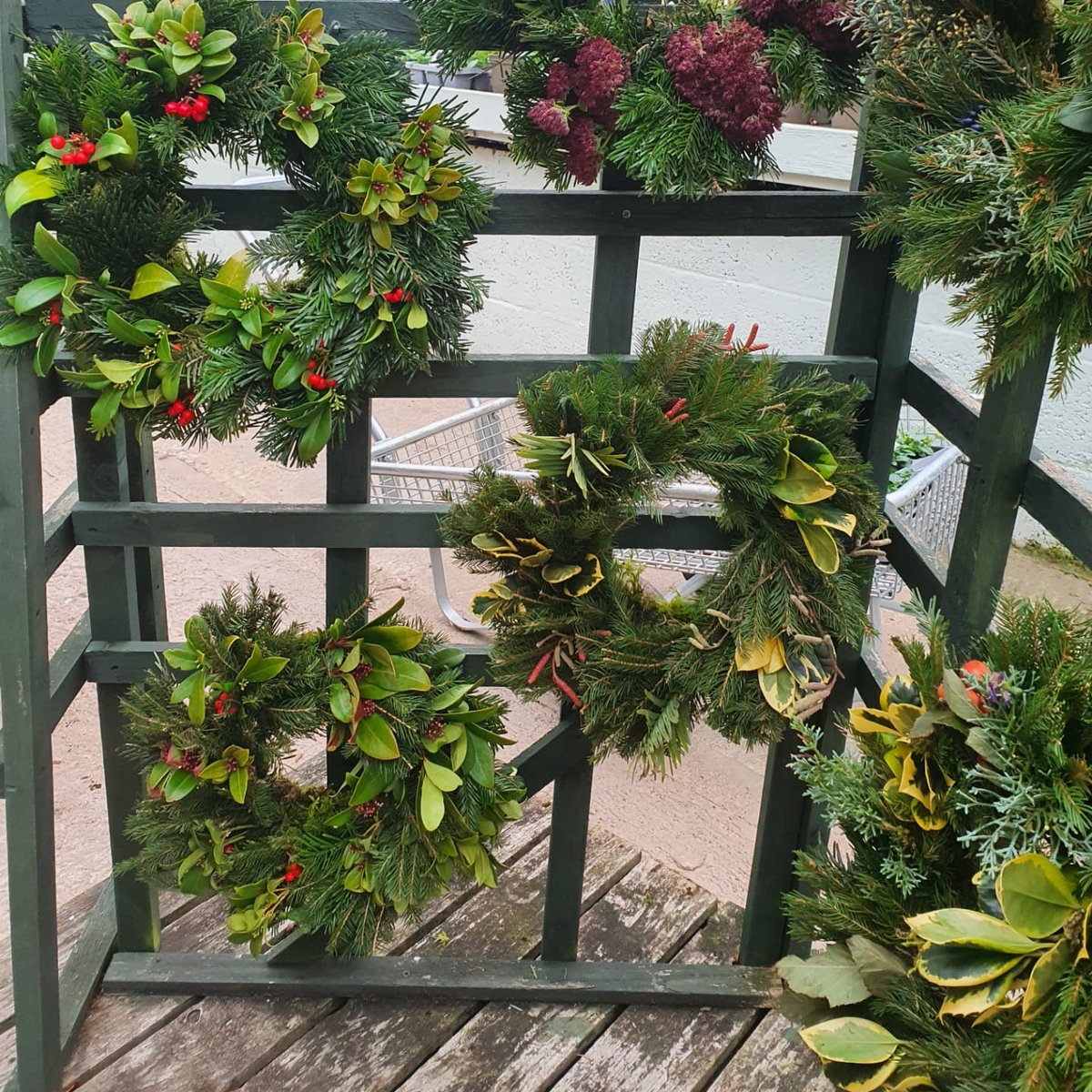 Our lovely Lina has been very busy making these beautiful wreaths, they are all just £14.95 each wyatts card members get 10 % off. 
#christmastime #wyattsgardencentre #wyattsfarmshop #wreath #shoplocal #bloxhamnursery #doorwreaths