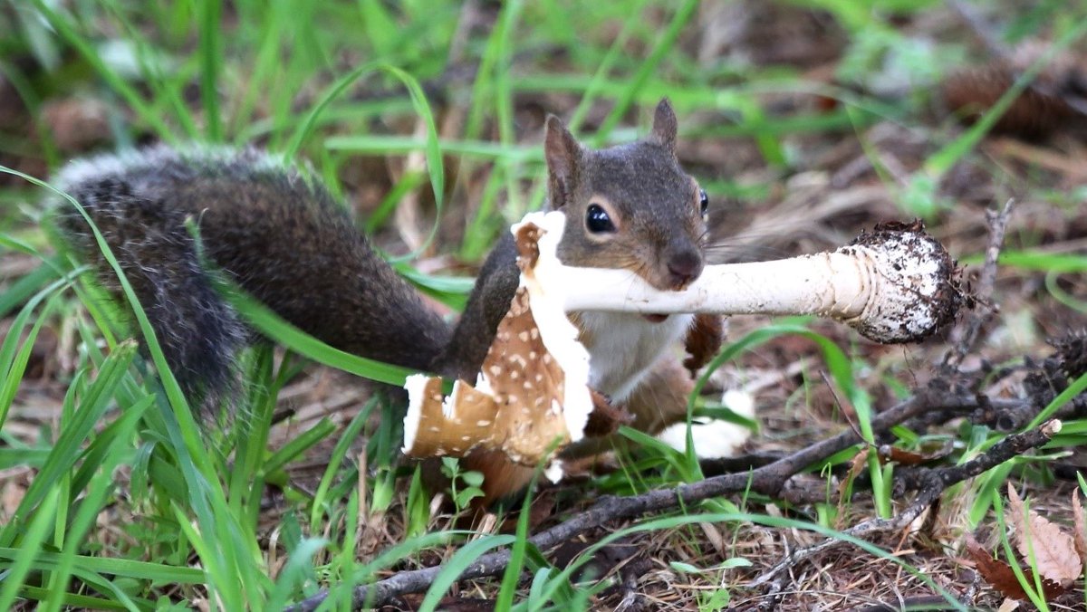 ニホンリス 毒キノコ食べてみた 毎日ベニテングタケなどを食べ続けた結果 つよすぎ かわいい と話題に Togetter
