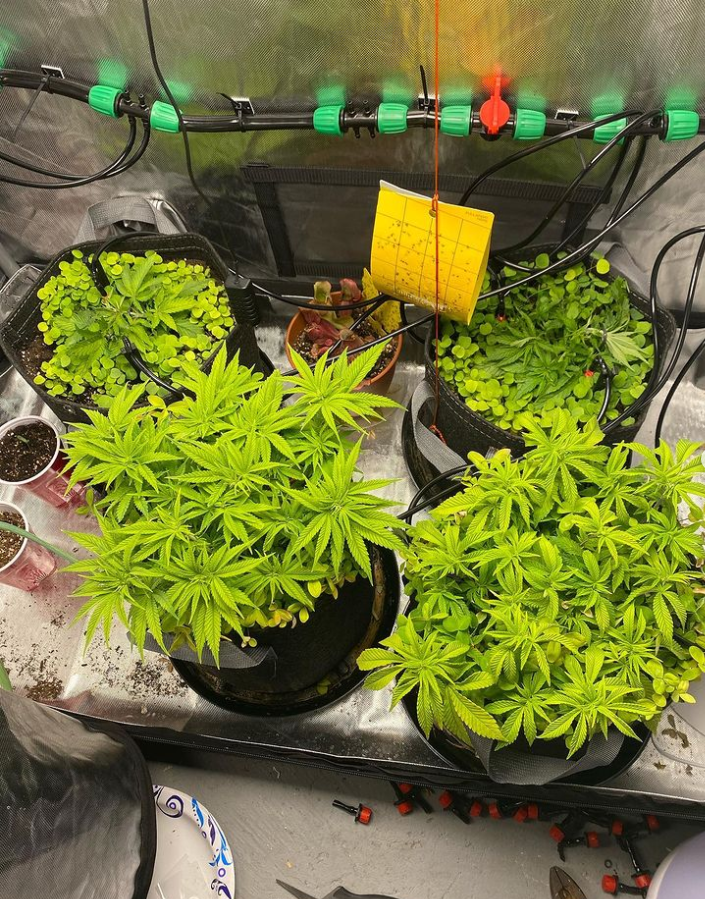 ViparSpectraLED's tweet photo. These girls are stretching up nicely after a lot of topping and LST. Waiting on the others to catch up, should be a nice canopy.๐๐ฟ๐
Light: #viparspectraled Soil: coastofmaineorg Ventilation: acinfinityinc. Tent: acinfinityinc.
Fabric pots: 3gal acinfinityinc. Breeder: dadbudz. https://t.co/cMnddzcqG4