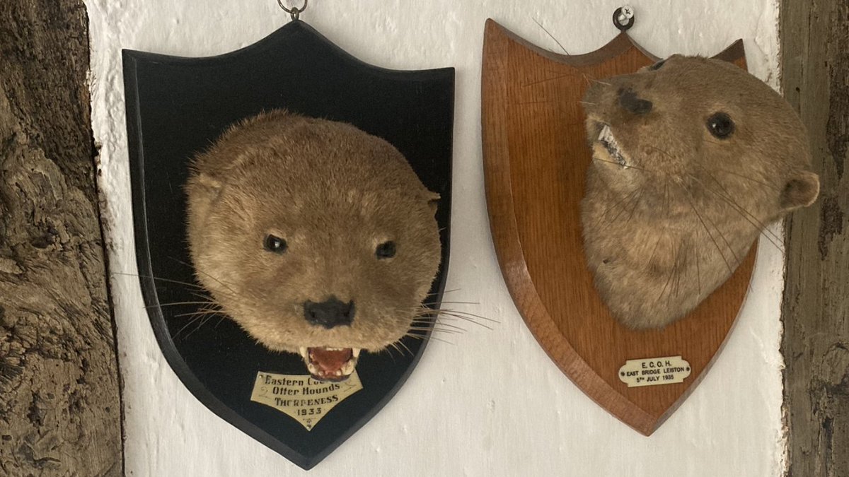 ECMH_Official's tweet photo. Meet our two mascots at Eastern Counties Mink Hunt HQ.

Nearly 174 years old between them, but still as handsome as ever!

#Taxidermy #Minkhounds #Minkhunting #Hunting

https://t.co/bMmbKDvT0c https://t.co/BjJgscbFcf
