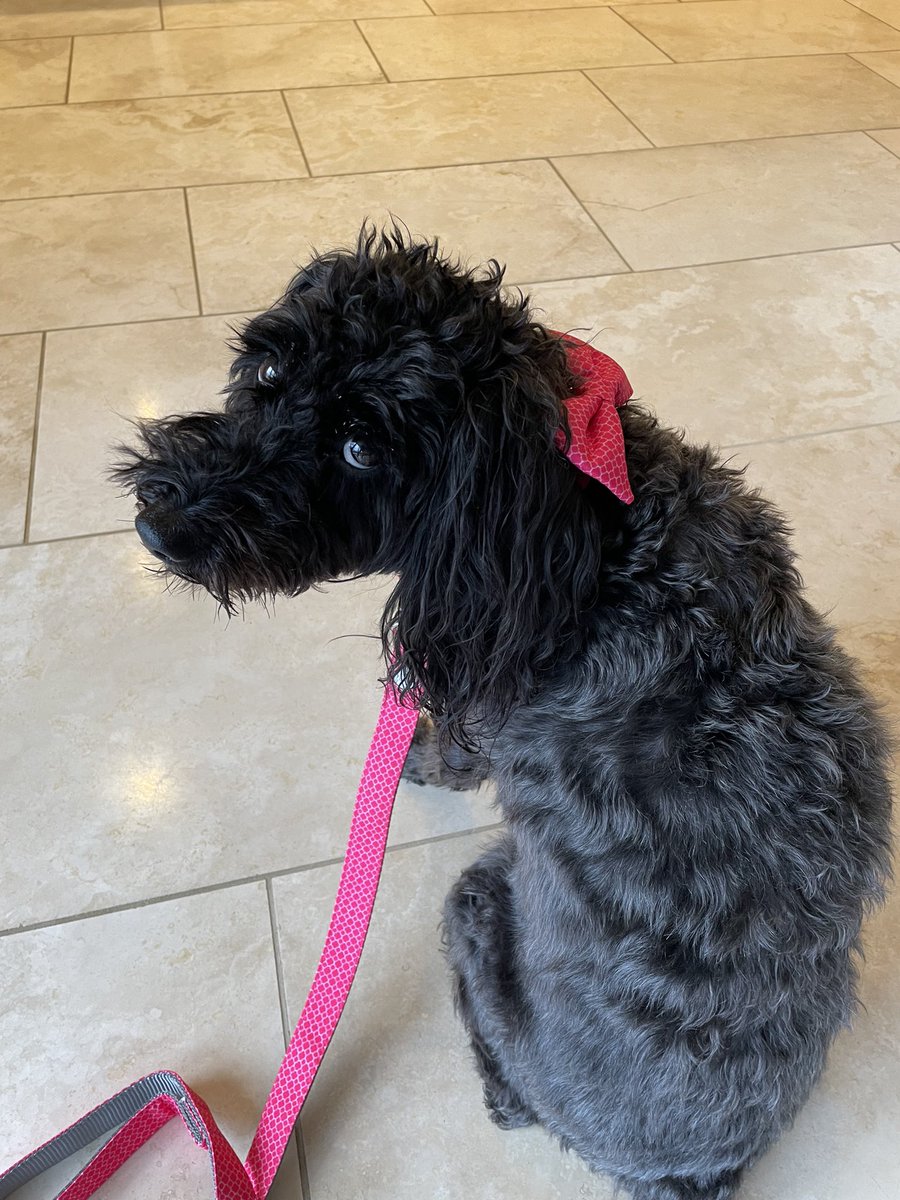 Poppybish's tweet photo. @furbabies_ltd thanks so much ..Poppy looks great in her new collar &amp; lead 💖🐕‍🦺🐾💖 https://t.co/j6ZHVRRahf