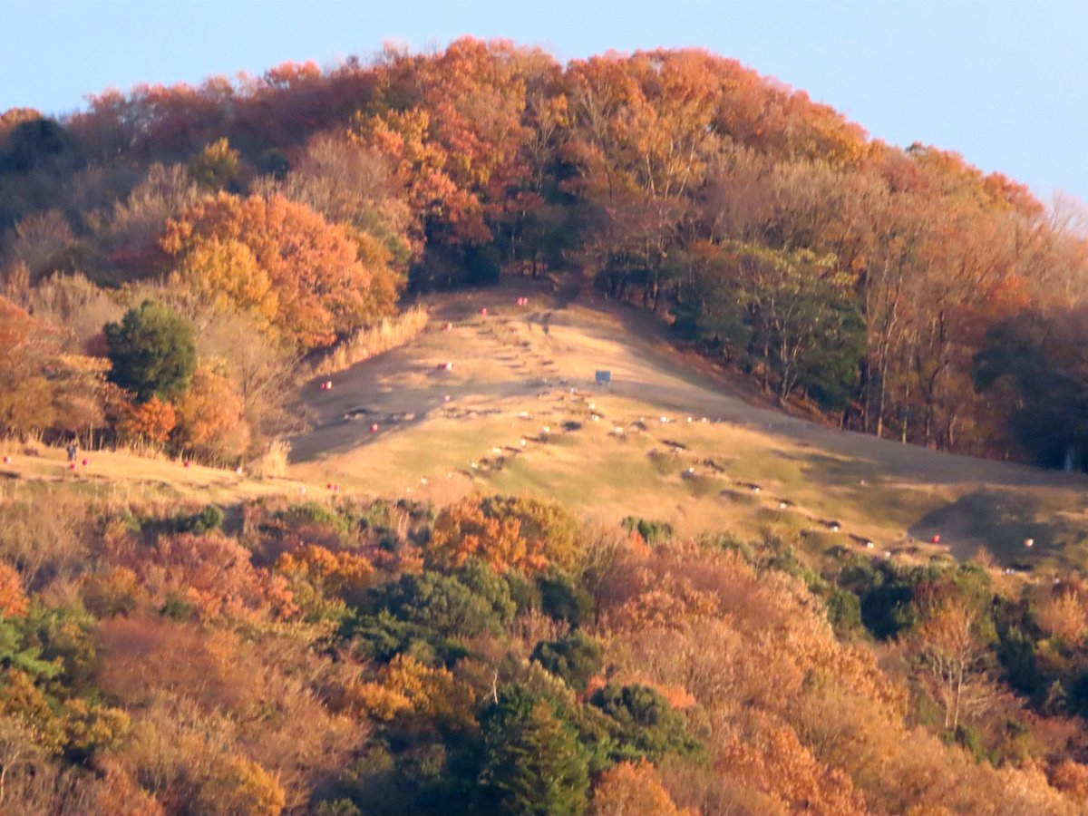 奈良高円山大文字火床周辺の紅葉が見頃。2021年12月5日。