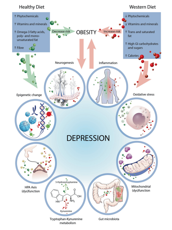 Studies have found an association between overall diet quality and risk of #depression. A healthful diet has been associated with a reduced risk of depression. This correlation may be partly because about 95% of serotonin is produced in the GI tract.
