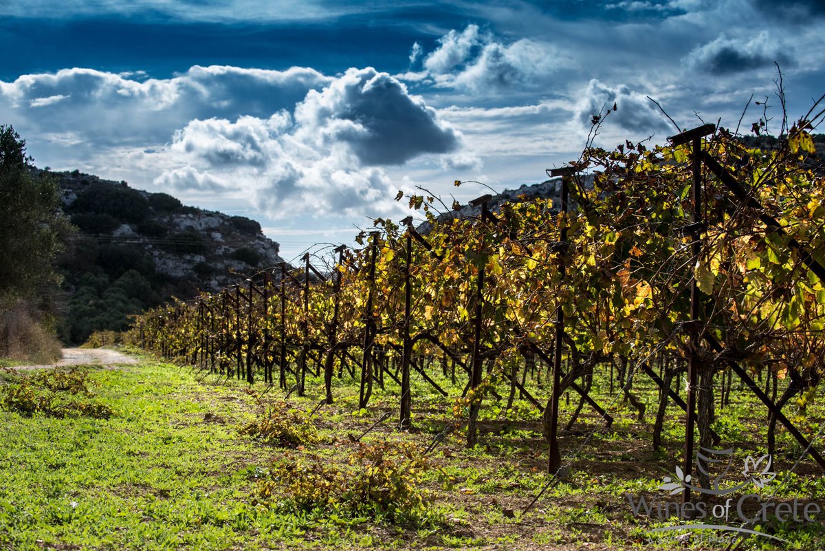 winesofcrete's tweet photo. Everything has its own beauty.
#winesofcrete 
@winewankers https://t.co/YE0pnBDael