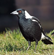 redrvd's tweet photo. @BirdDiva The Australian magpie 😊 Great you're doing these lists! https://t.co/GiuMpfMDPn