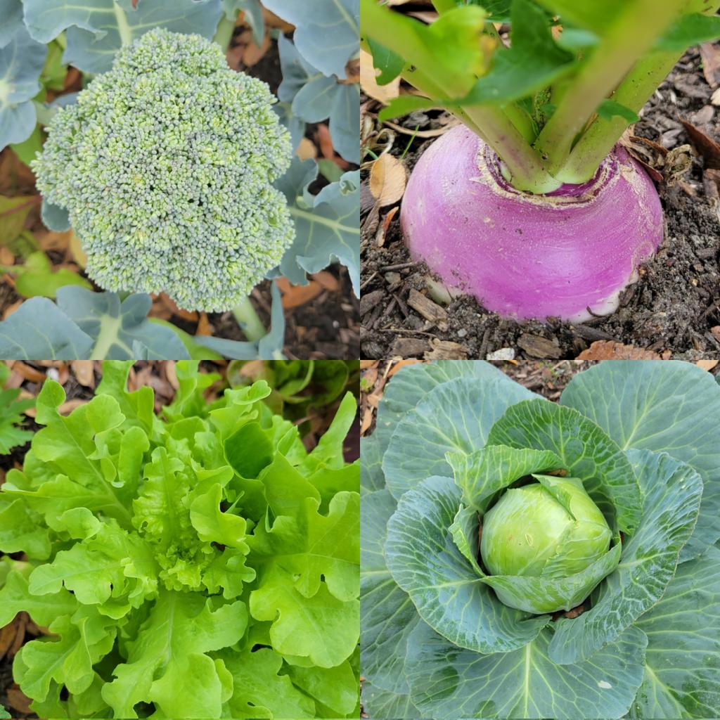 PackerRTGG (@packerrtgg) on Twitter photo It's harvest day <a href="/RobisonES/">Robison ES</a> ! Second graders are busy picking kale, lettuce, spinach, radish, broccoli and turnip for a tasting at lunch tomorrow. Thank you to <a href="/PowerUpCafe/">Cy-Fair Nutrition</a> for coordinating this event!
<a href="/readygrowgarden/">Ready to Grow Garden</a> <a href="/wingerrtgg/">Elaine Winger</a> <a href="/CFISDScience/">CFISD Science</a> @CookRTGG @carrieannmc09 It's harvest day <a href="/RobisonES/">Robison ES</a> ! Second graders are busy picking kale, lettuce, spinach, radish, broccoli and turnip for a tasting at lunch tomorrow. Thank you to <a href="/PowerUpCafe/">Cy-Fair Nutrition</a> for coordinating this event!
<a href="/readygrowgarden/">Ready to Grow Garden</a> <a href="/wingerrtgg/">Elaine Winger</a> <a href="/CFISDScience/">CFISD Science</a> @CookRTGG @carrieannmc09
