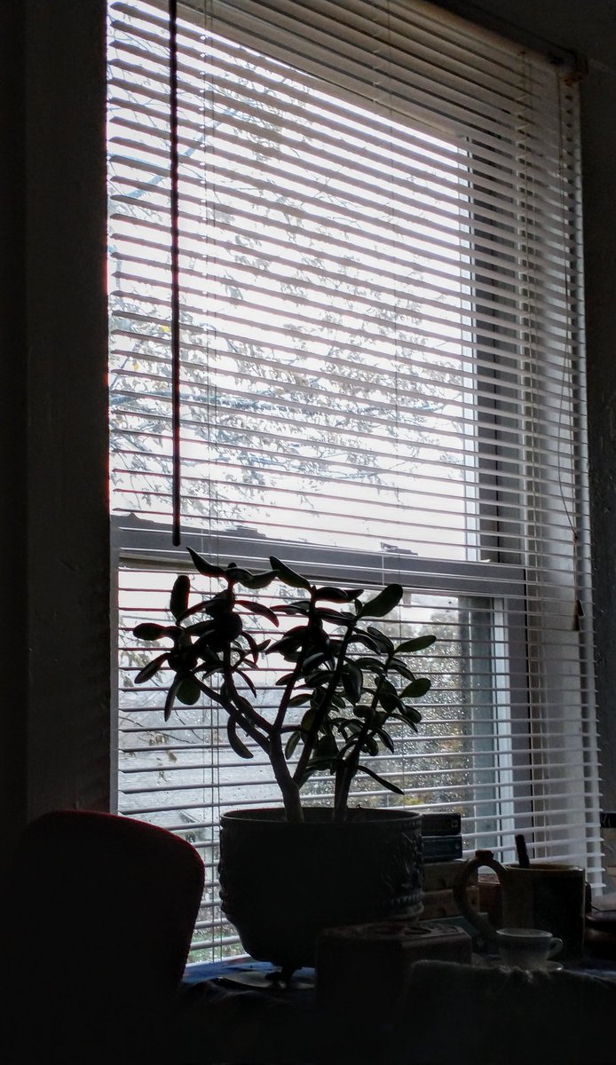 KnoxvilleRose's tweet photo. Rainy Days & Mondays 🌧️🌂
My beautiful Jade plant. 🌿
#peaceful #firstcupofcoffee https://t.co/bdp110Z7xy