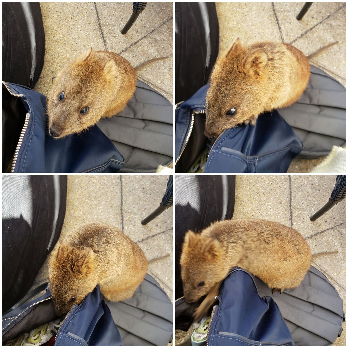 This curious little guy tried to climb into my handbag.
#Quokka
#RottnestIsland
#MyIslandHome
#LoveMyRotto