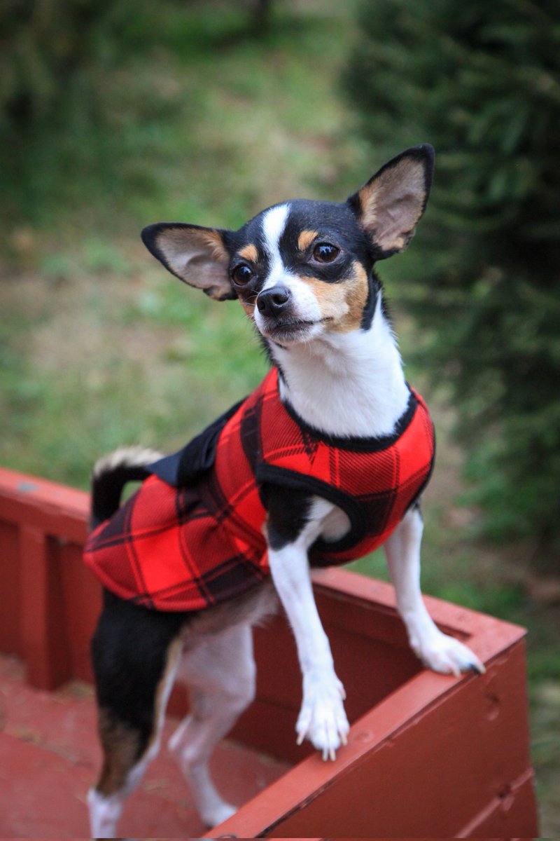 Vis_Symphonies's tweet photo. Dogs are family too! I love doing portraits of pets. ❤
#petphotography #christmasportraits #familyphotoshoot #dogsoftwitter https://t.co/E0w4lszac4